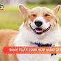 Tuổi Tuất 2006 Hợp Với Màu Gì